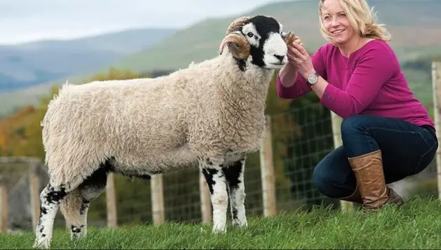 Kisdon Lovely the Swaledale ram