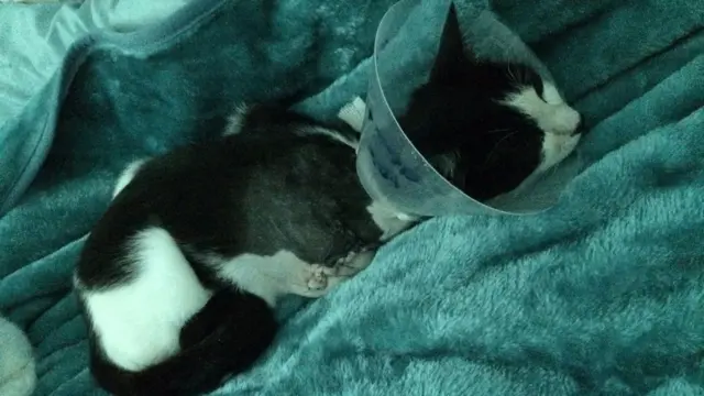 One of the cats after surgery