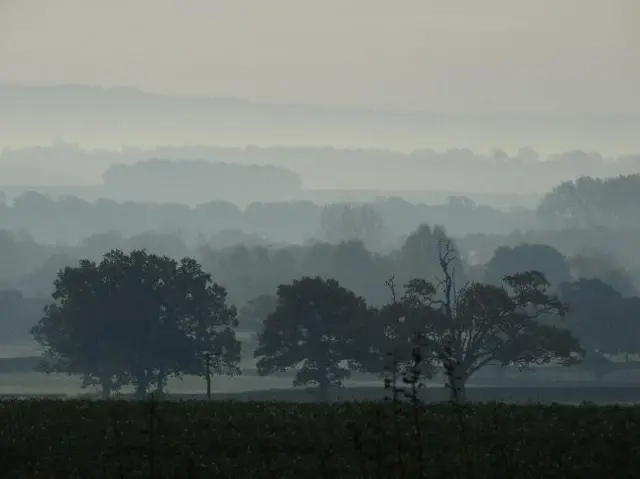 Trees in the mist