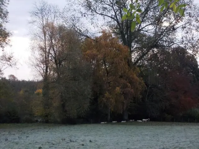 Frozen trees