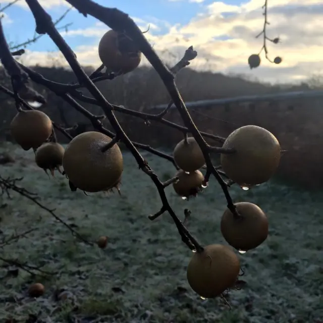 Medlar tree