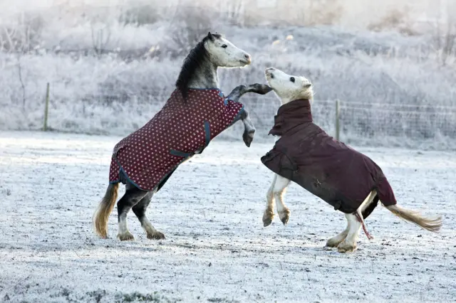 Horses in field