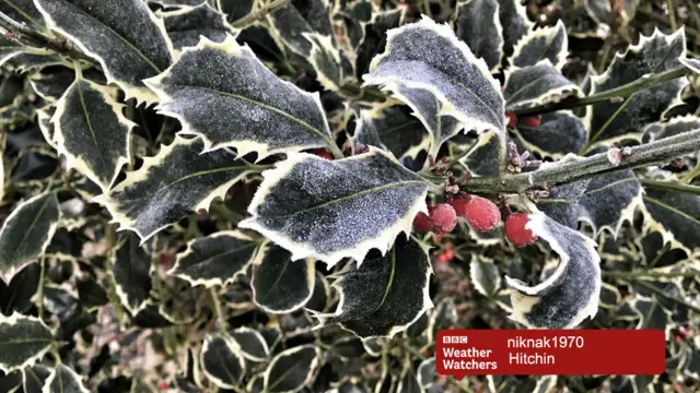 Frosty holly