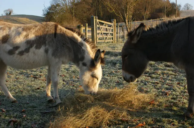 Frosty donkeys