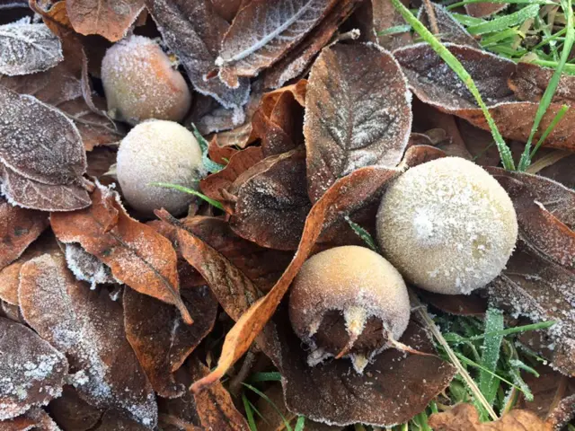 Fallen frosty medlars and leaves