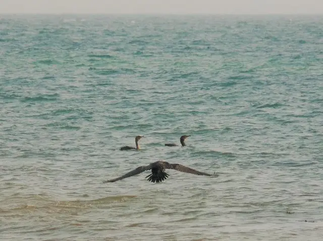 Birds on the sea in Bridlington