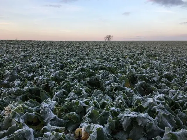 A frosty field of vegetables in Leven