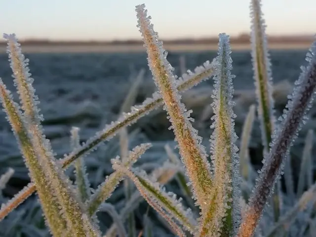 Ice on leaves