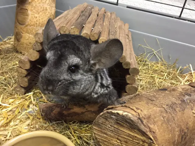 Dudu the chinchilla