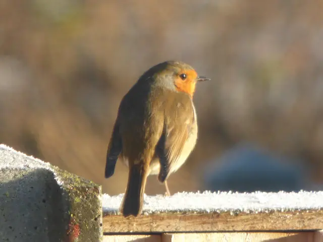 Robin basking in winter sunlight