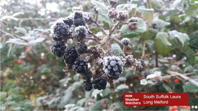 Blackberries in frost