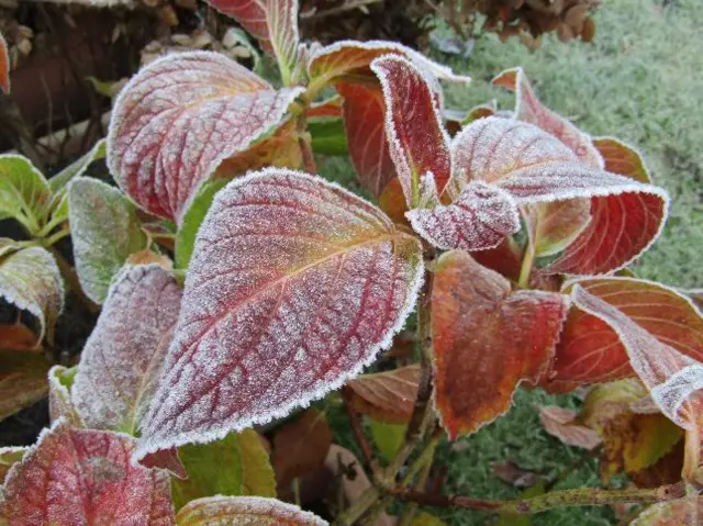 Frost on leaves