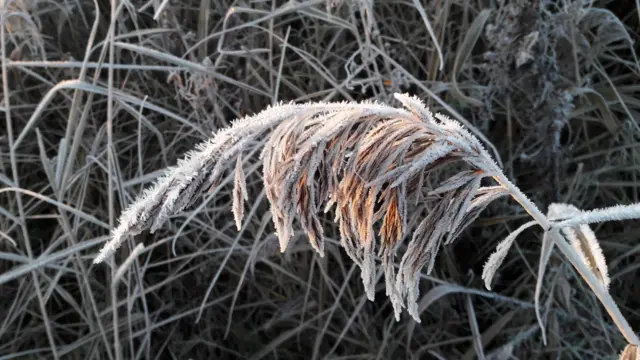 Weather Watchers frost picture