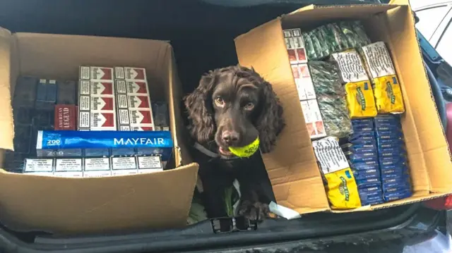 A detection dog with the haul of illicit tobacco found in Rugeley