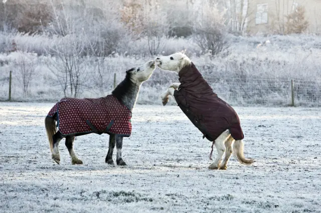 Horses in field