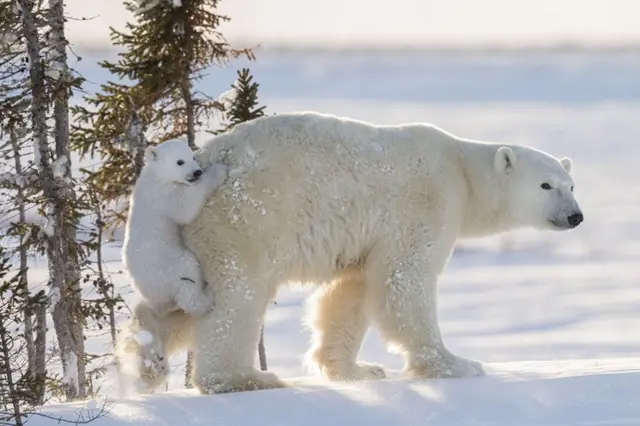 Polar bear with baby on its back