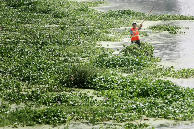 Water hyacinth has a hasard for biodiversity