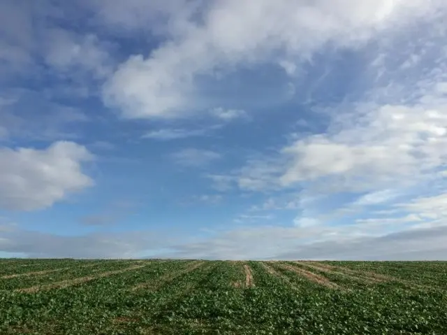 Blue skies over fields