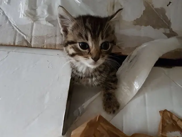 An abandoned kitten