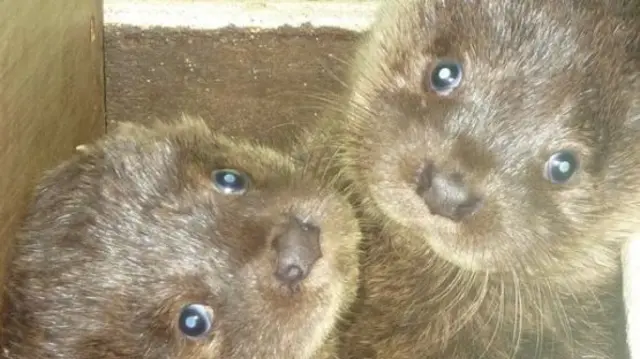 Two baby otters