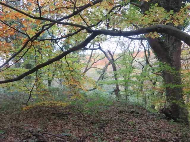 Woodland in Wortley