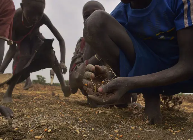 Children gather grain spilled from bags busted open following a food-drop