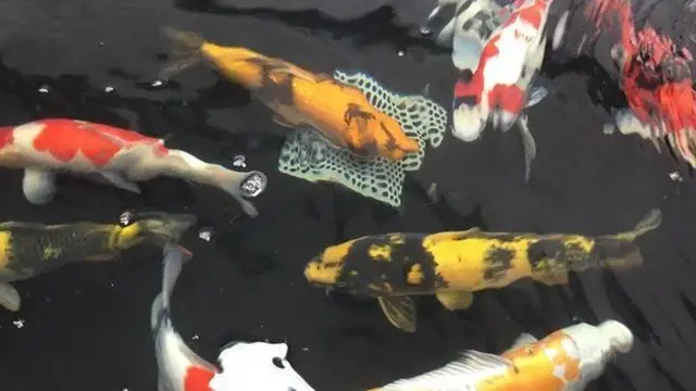 Koi carp