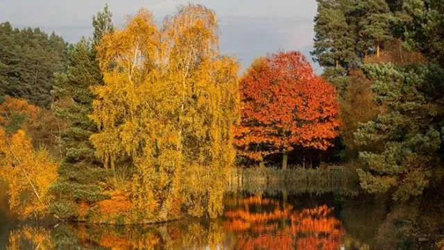 Cannock Chase