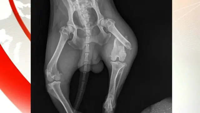 X-ray of dog