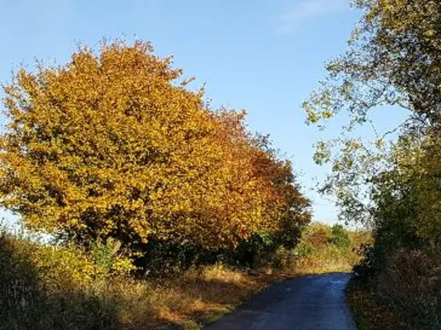 Autumn picture from Weather Watchers