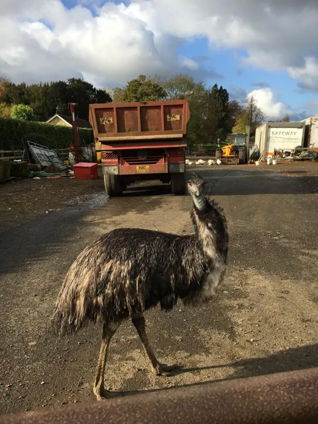 Bird in Somerby