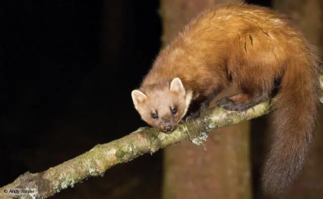 Pine Marten