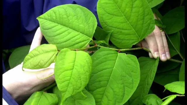 Japanese knotweed