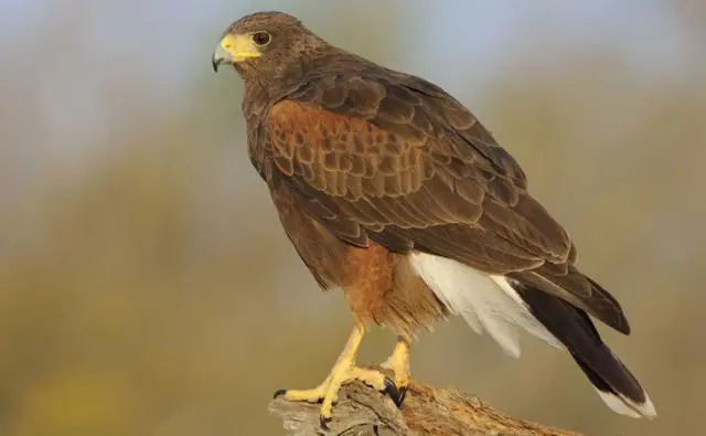 Harris Hawk