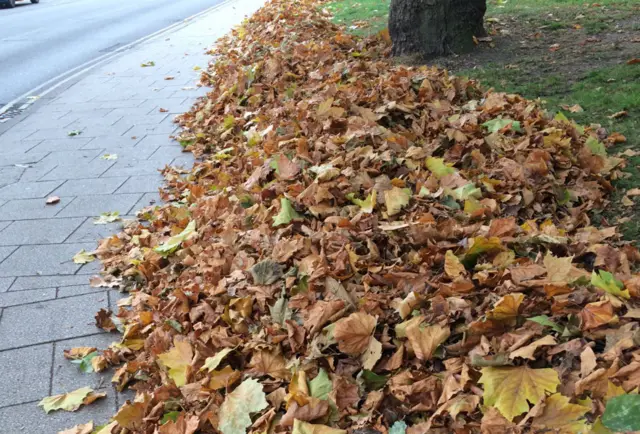 Leaves