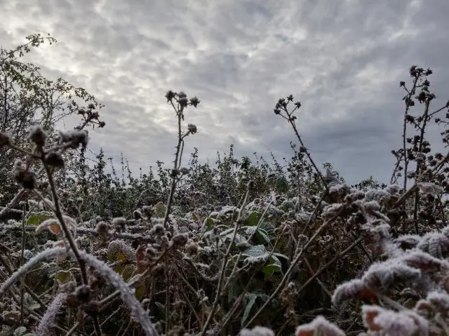 Frosty plants