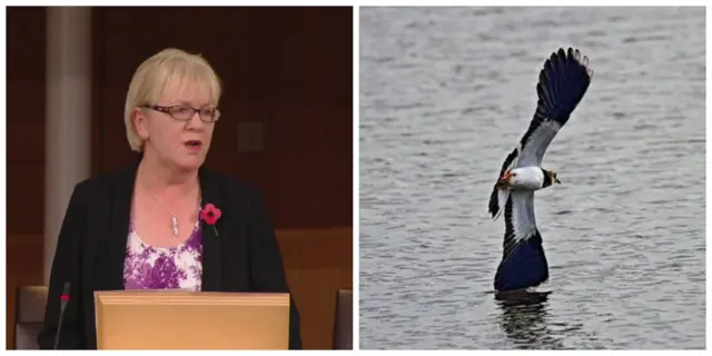 Labour MSP Johann Lamont and a Lapwing