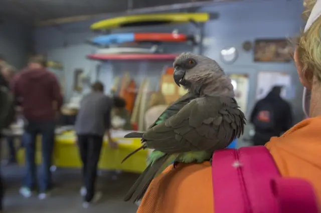 A parrot rides on the shoulder of a voter at the Los Angeles Lifeguard station at Venice Beach on 8 November in Los Angeles