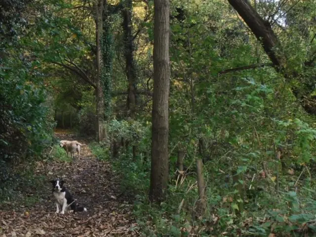 Woods in Kidderminster