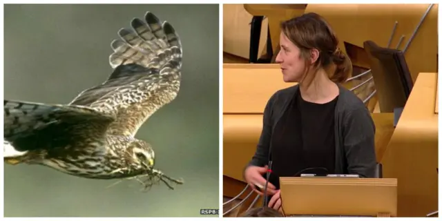 Mairi Evans and hen harrier