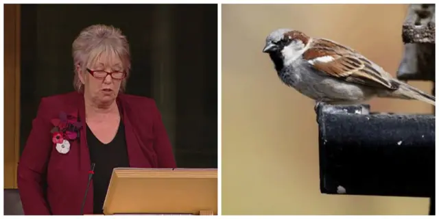 Christine Grahame and a house sparrow