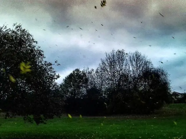 Leaves blowing in wind