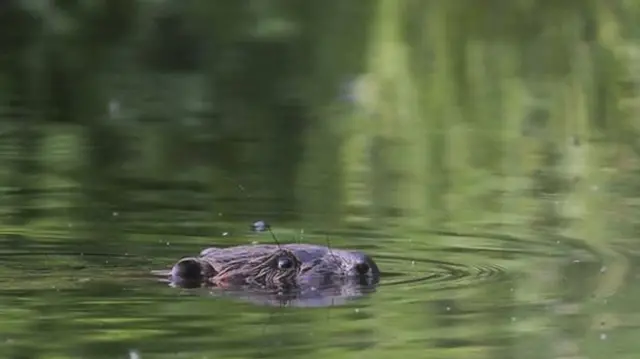 Beaver