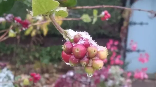 Snowy berries