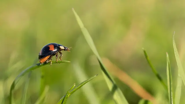 Ladybird on end of a blade of grass