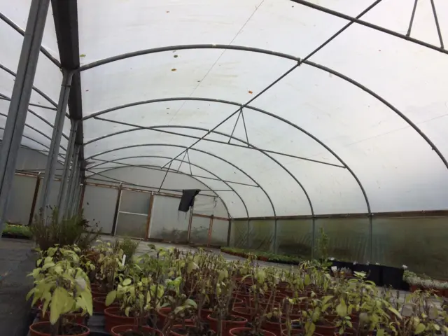 polytunnel