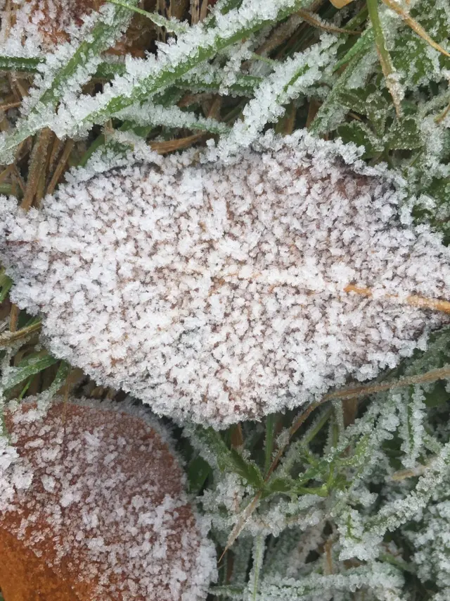 Frost on leaf