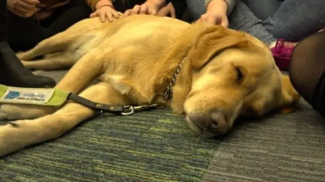 Dog being petted