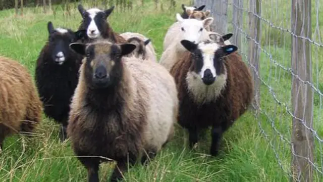 Shetland sheep