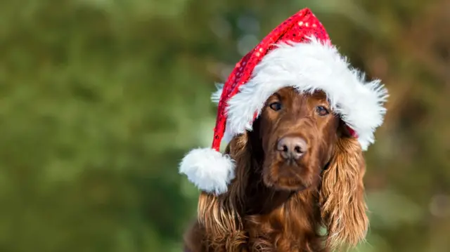 Dog in Christmas hat